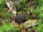 Kékbelű álszarvasgomba (Elaphomyces persoonii), Zemplén